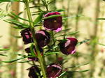 برونیا قهوه ای،Brown Boronia